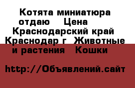 Котята миниатюра отдаю  › Цена ­ 50 - Краснодарский край, Краснодар г. Животные и растения » Кошки   
